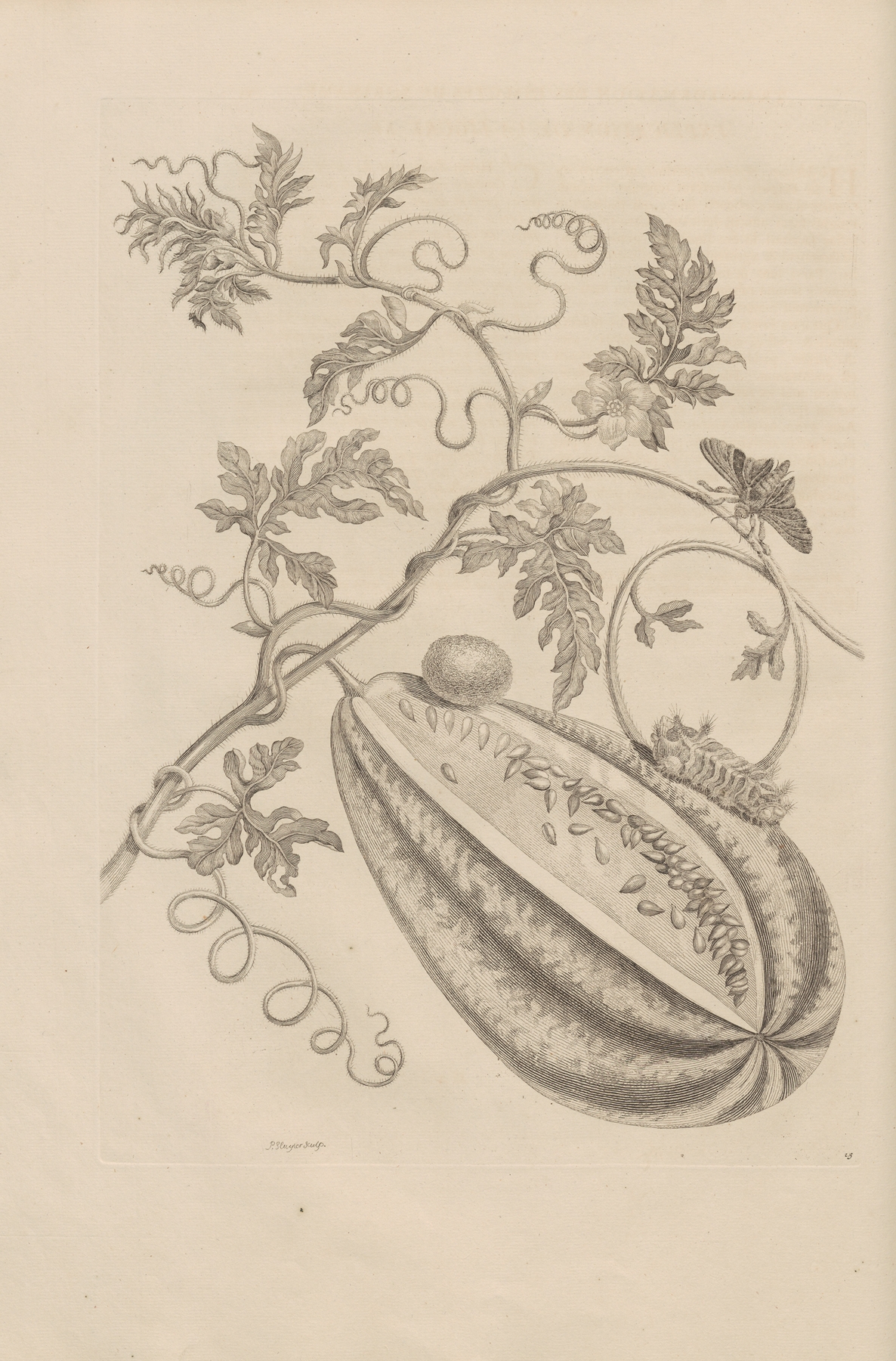 Dissertatio de generatione et metamorphosibus insectorum surinamensium Pl.15 by Maria Sibylla Merian