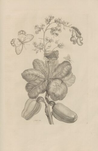 Dissertatio de generatione et metamorphosibus insectorum surinamensium Pl.16 by Maria Sibylla Merian