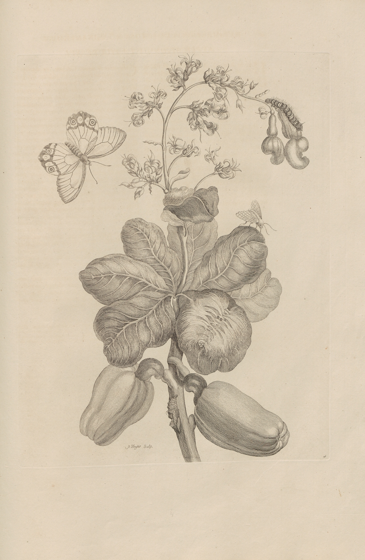 Dissertatio de generatione et metamorphosibus insectorum surinamensium Pl.16 by Maria Sibylla Merian