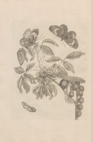 Dissertatio de generatione et metamorphosibus insectorum surinamensium Pl.35 by Maria Sibylla Merian