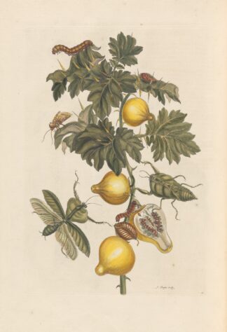 Dissertation sur la generation et les transformations des insectes de Surinam Pl.66 by Maria Sibylla Merian