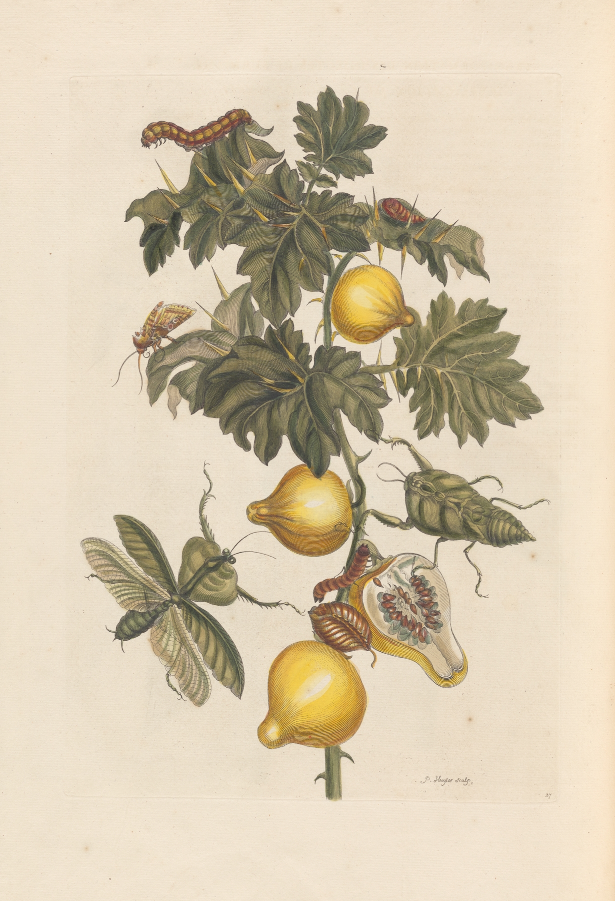 Dissertation sur la generation et les transformations des insectes de Surinam Pl.66 by Maria Sibylla Merian