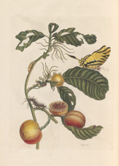 Dissertation sur la generation et les transformations des insectes de Surinam Pl.69 by Maria Sibylla Merian