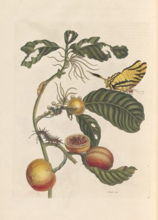 Dissertation sur la generation et les transformations des insectes de Surinam Pl.69 by Maria Sibylla Merian
