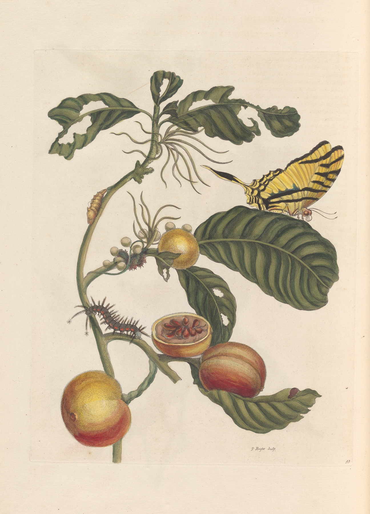 Dissertation sur la generation et les transformations des insectes de Surinam Pl.69 by Maria Sibylla Merian