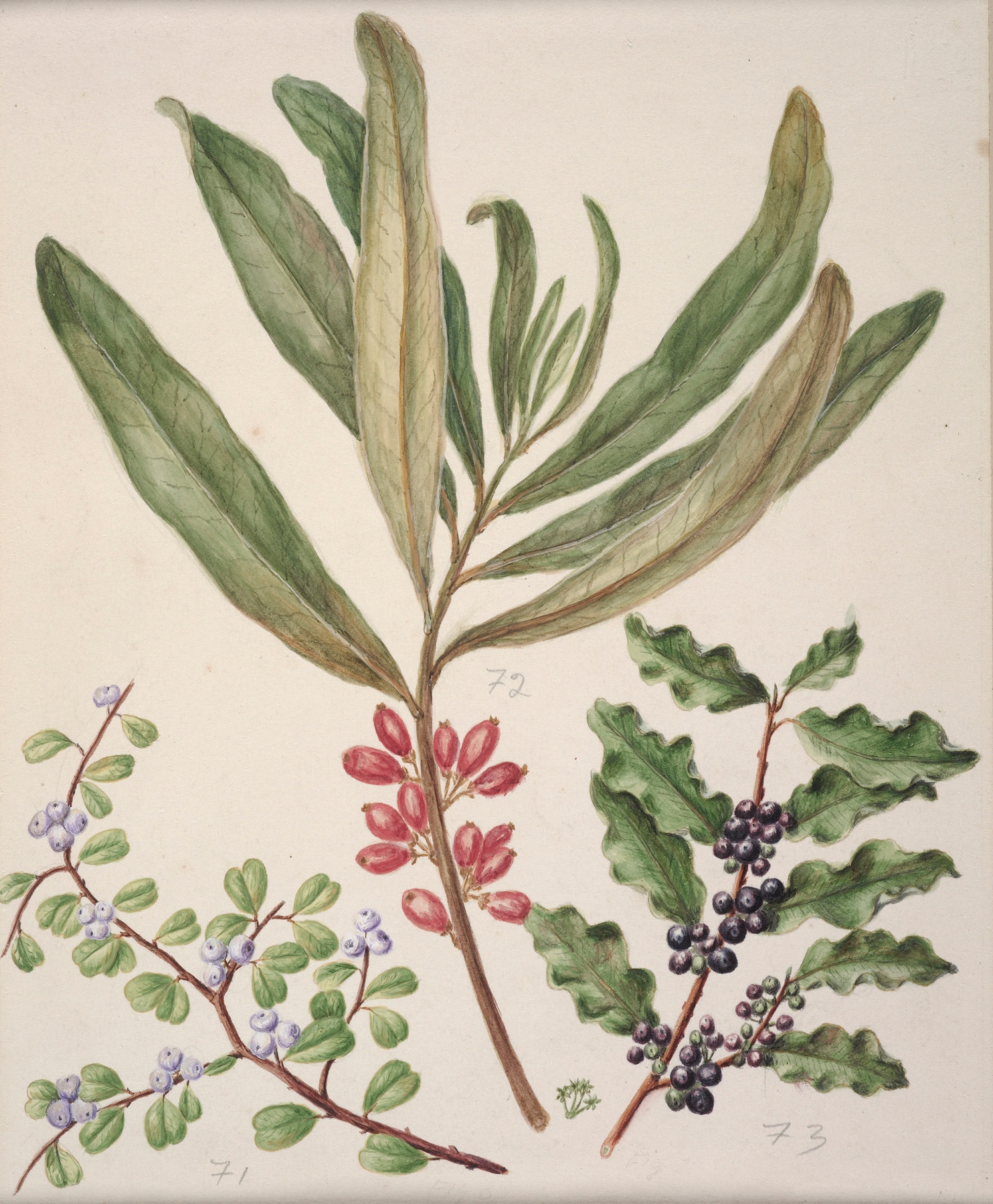 Divaricate Suttonia; Toro; Mapu by Sarah Featon