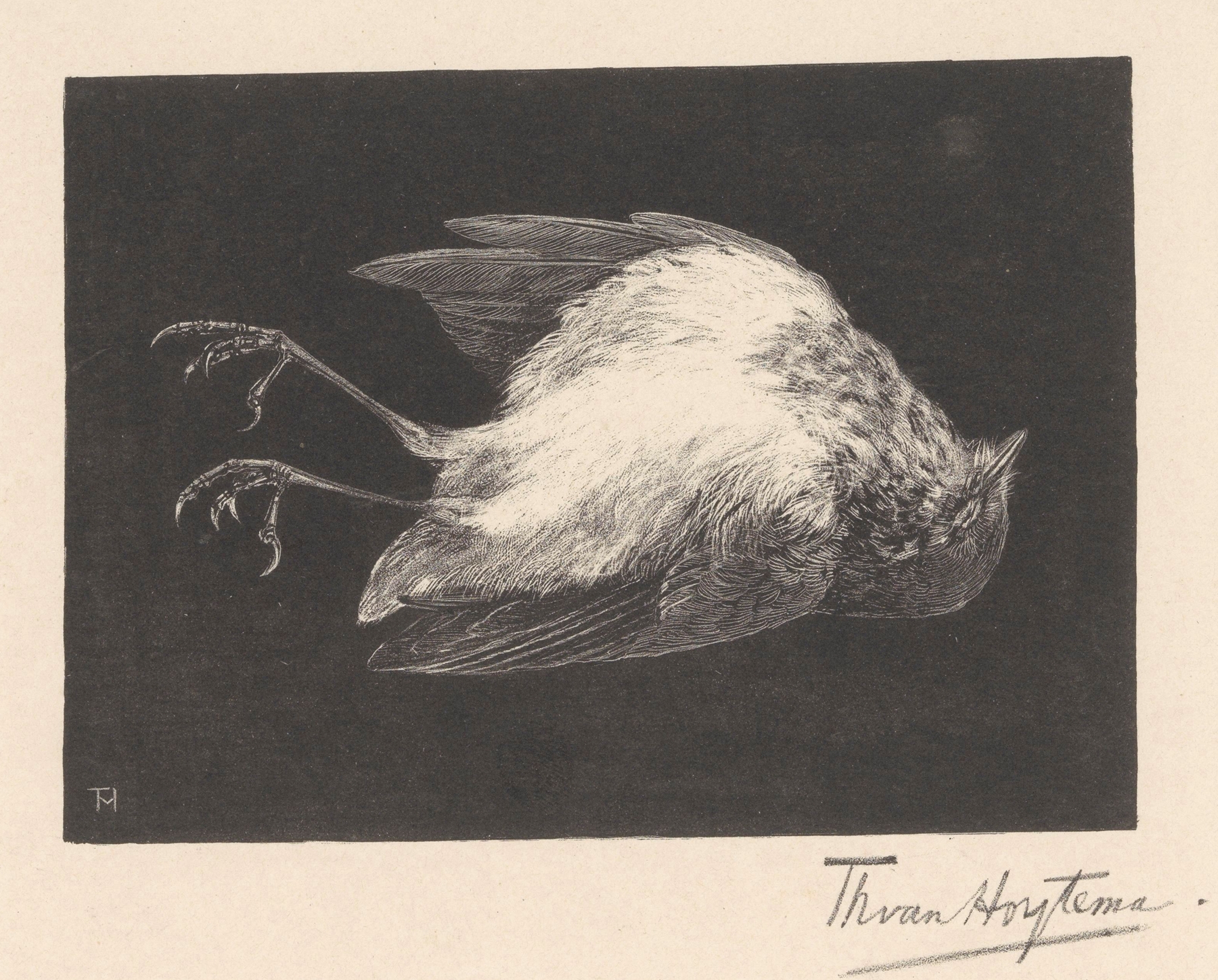 Dood roodborstje by Theo van Hoytema