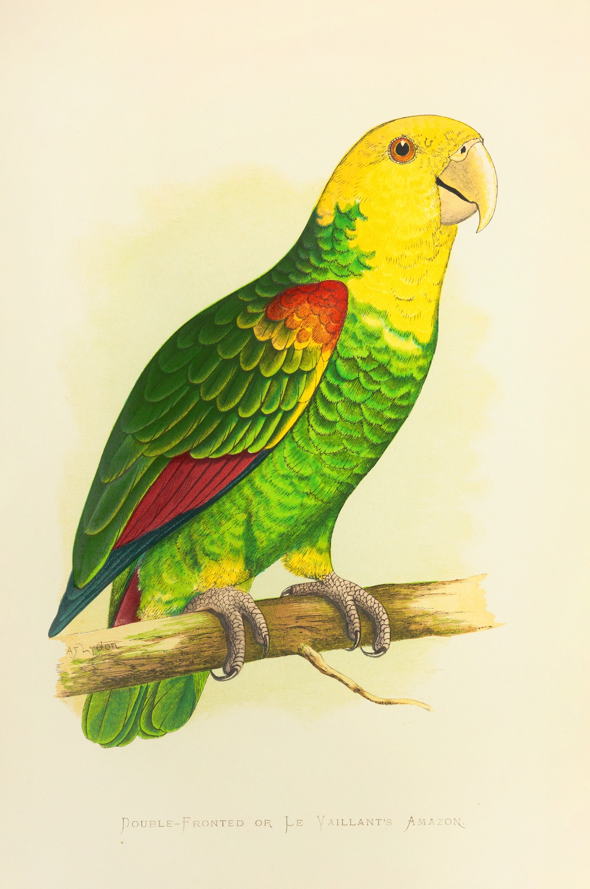 Double-Fronted or Le Vaillant’s Amazon by Alexander Francis Lydon