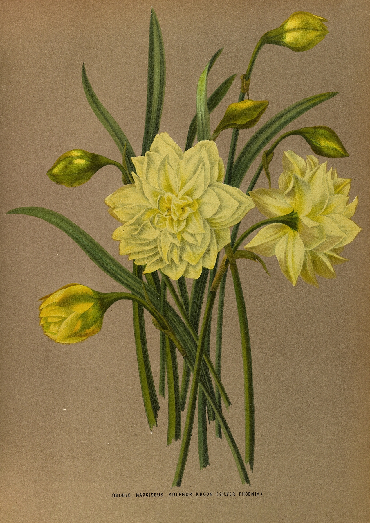 Double Narcissus Sulphur Kroon by Arentina Hendrica Arendsen