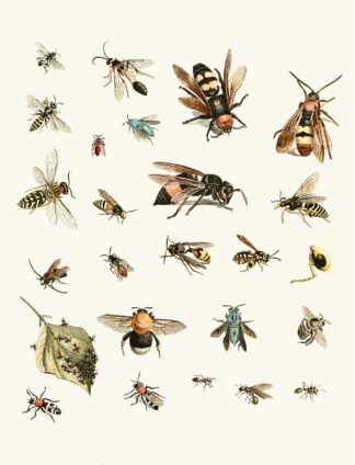Dr. Sulzer’s Short History of Insects, Pl. 26 by Johann Heinrich Sulzer