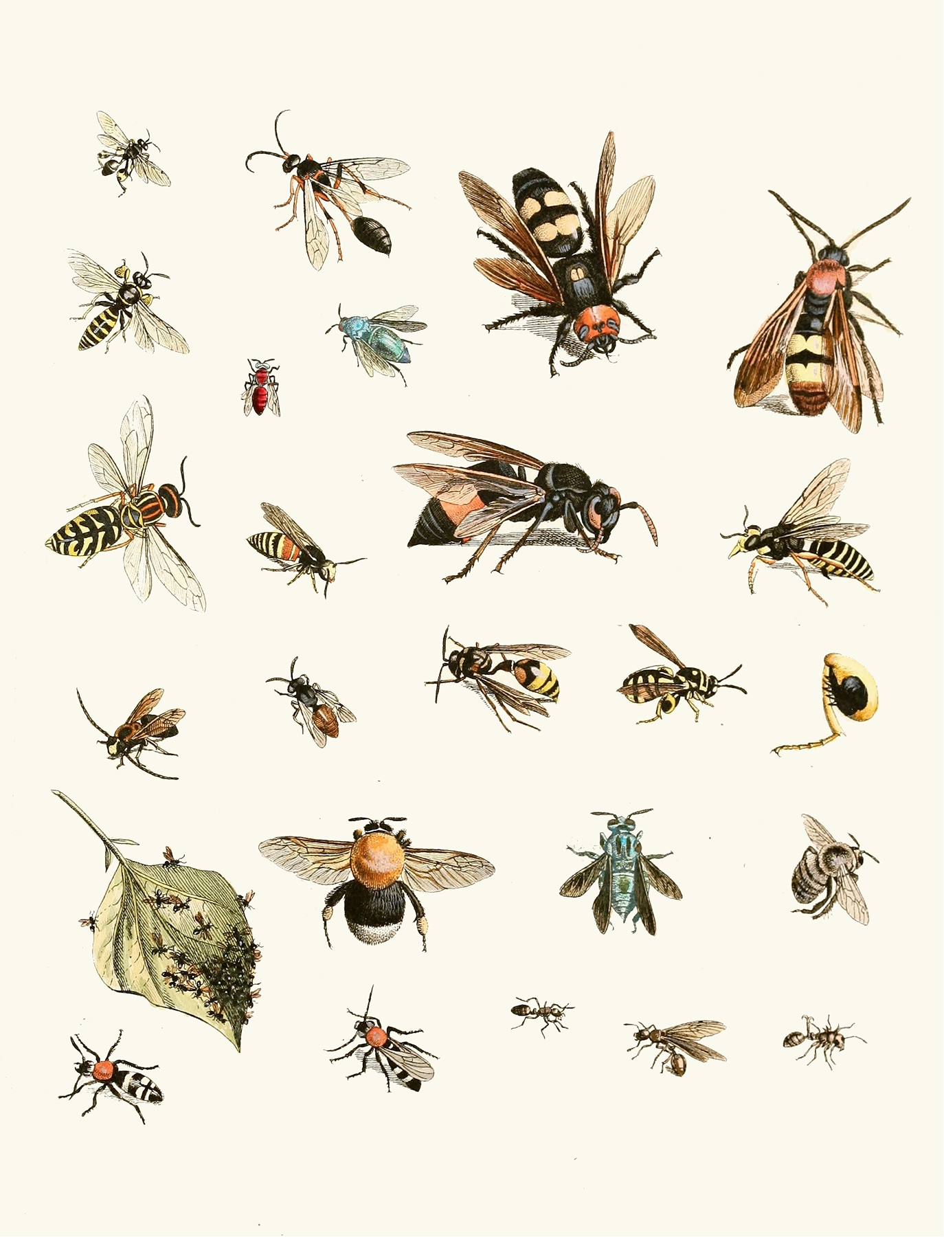 Dr. Sulzer’s Short History of Insects, Pl. 26 by Johann Heinrich Sulzer