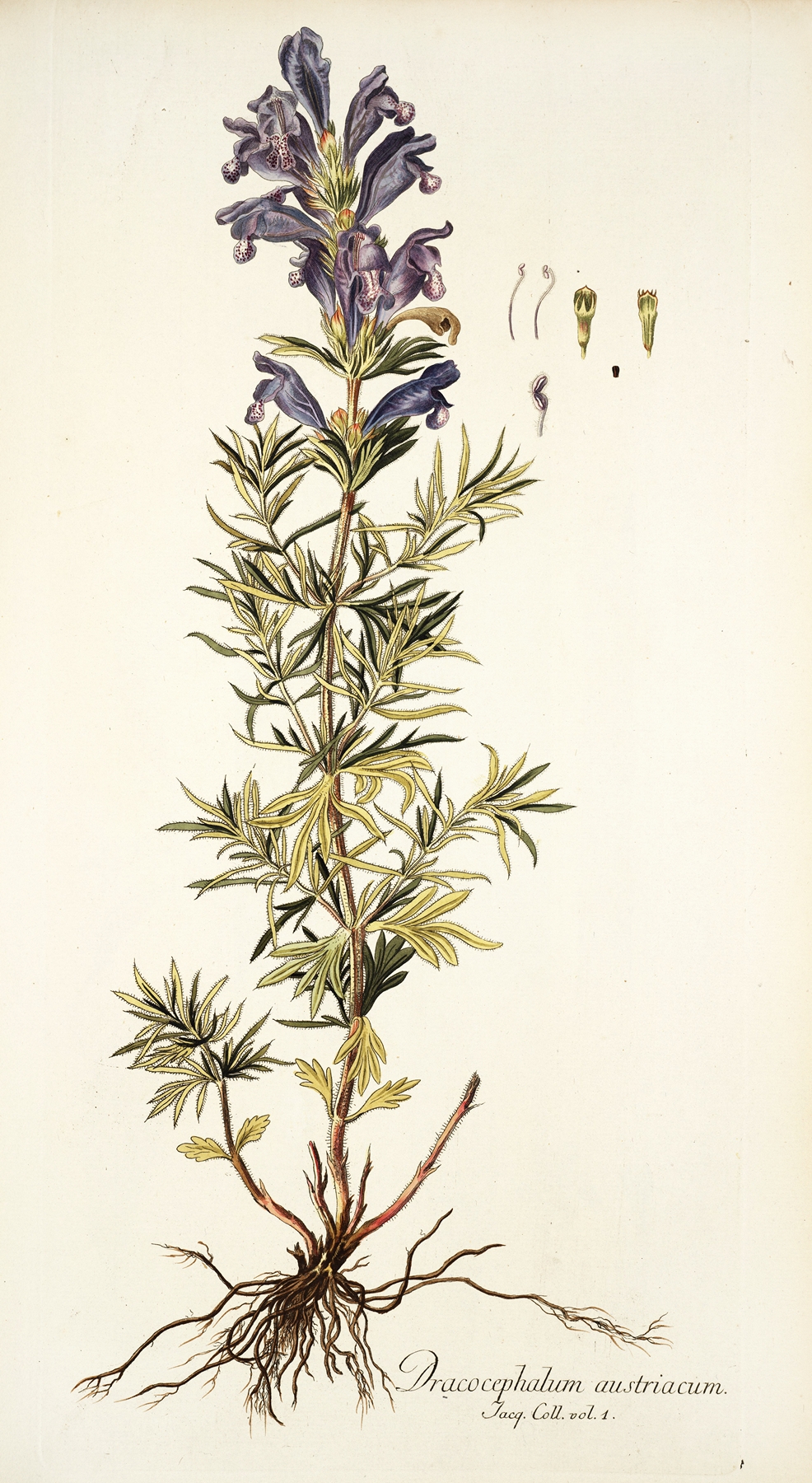 Dracocephalum austriacum by Nikolaus Joseph Freiherr von Jacquin