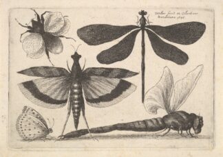 Dragonflies and a bumble bee by Wenceslaus Hollar