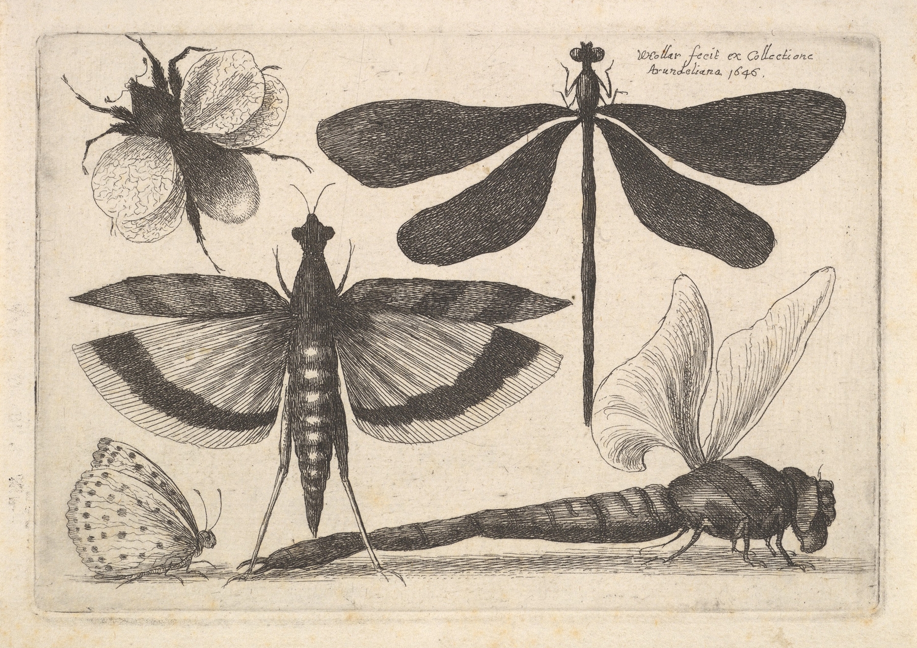 Dragonflies and a bumble bee by Wenceslaus Hollar