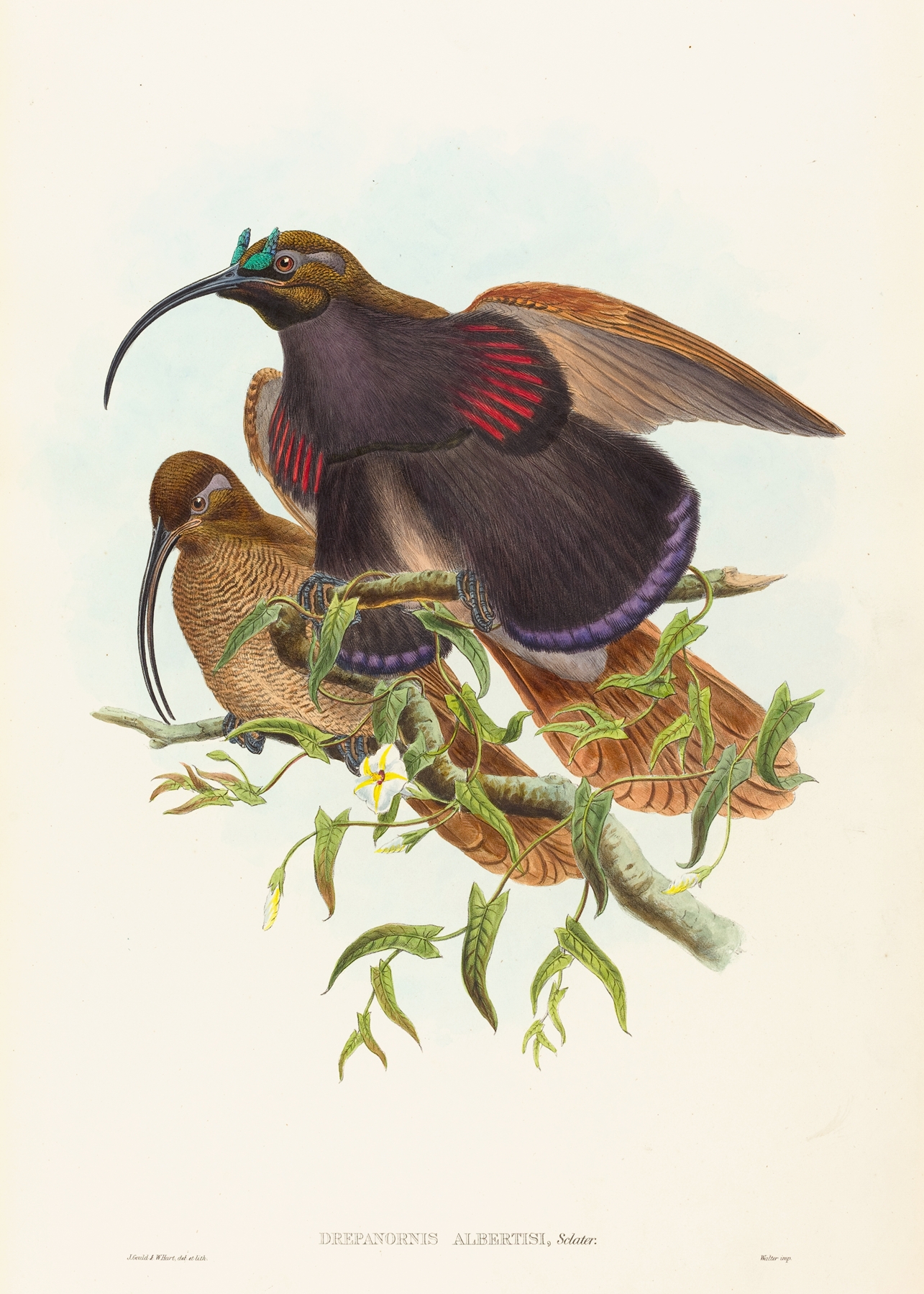 Drepanornis albertisi by John Gould