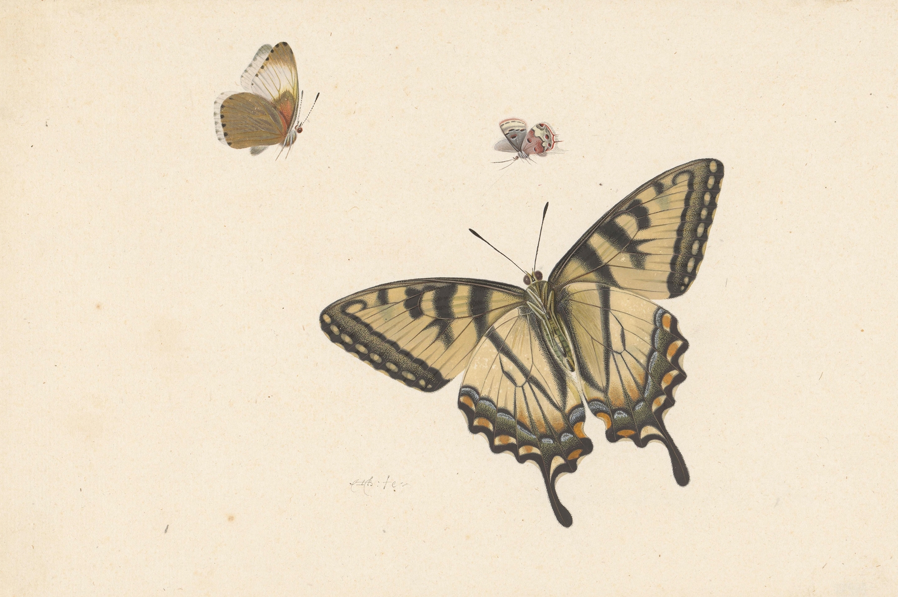 Drie vlinders by Herman Henstenburgh