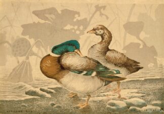 Ducks and Withered Lotus by Kobayashi Kiyochika