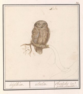 Dwerguil by Anselmus Boëtius de Boodt