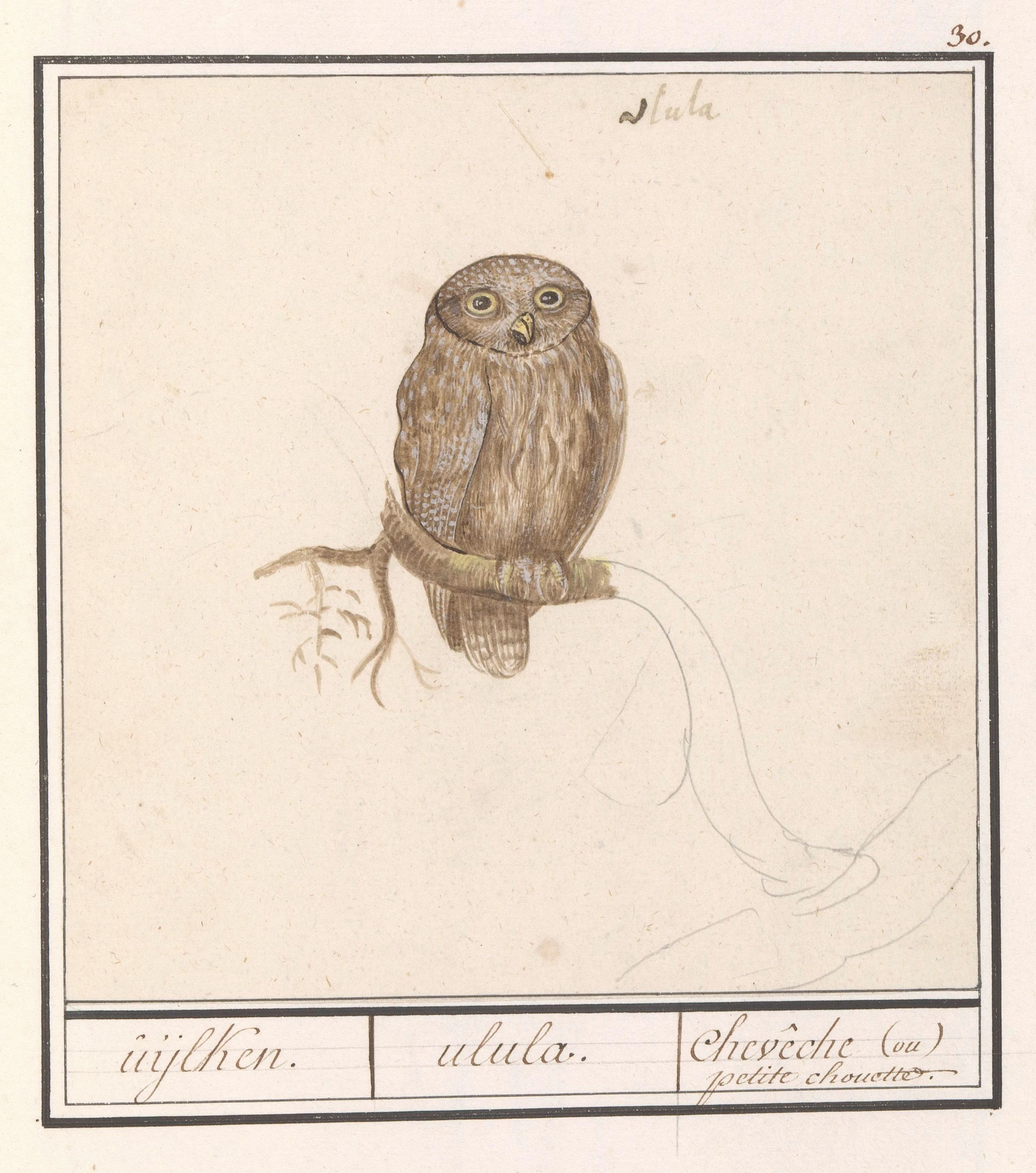Dwerguil by Anselmus Boëtius de Boodt