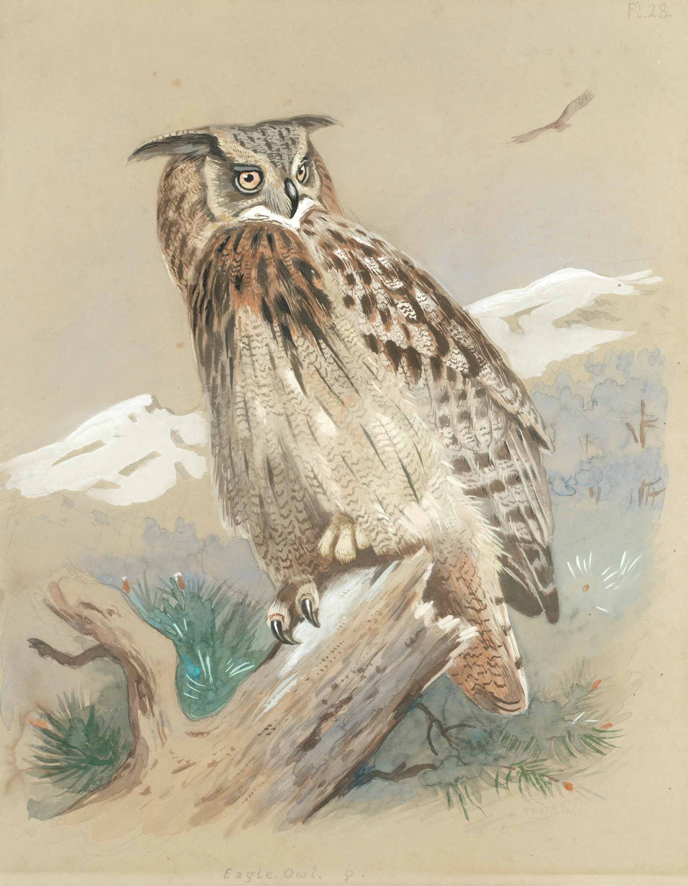Eagle Owl by Archibald Thorburn
