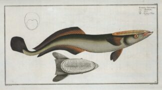 Echeneis Neucrates, The Sucking-Fish. by Marcus Elieser Bloch