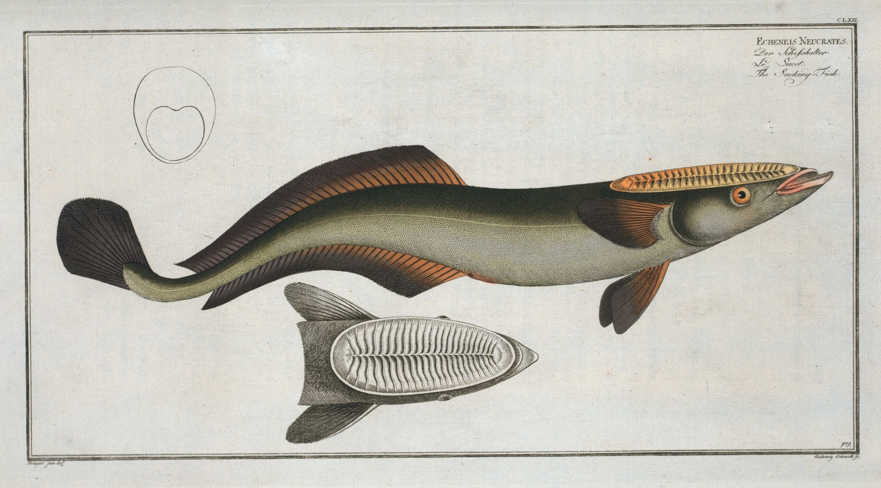 Echeneis Neucrates, The Sucking-Fish. by Marcus Elieser Bloch