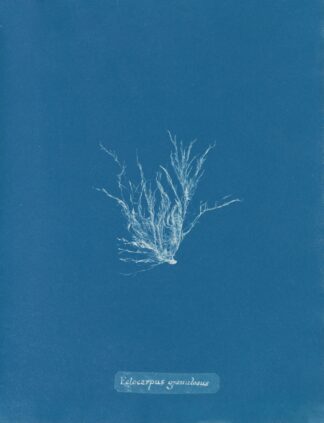 Ectocarpus granulosus by Anna Atkins