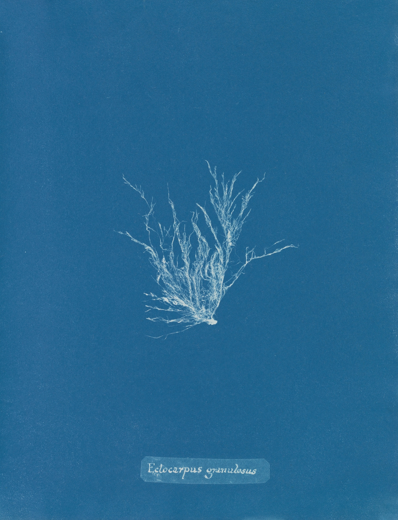 Ectocarpus granulosus by Anna Atkins