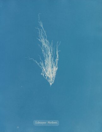 Ectocarpus Mertensii by Anna Atkins