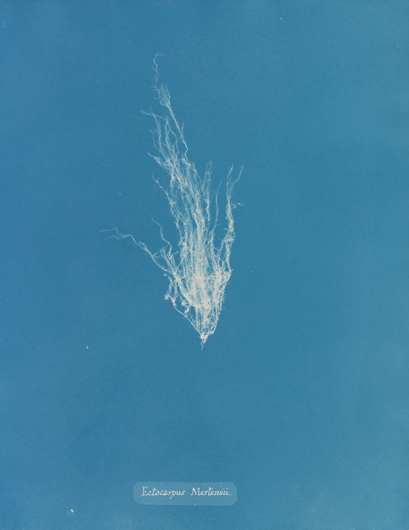 Ectocarpus Mertensii by Anna Atkins