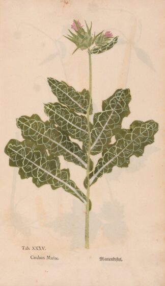 Ectypa vegetabilium Pl.035 by Christian Gottlieb Ludwig