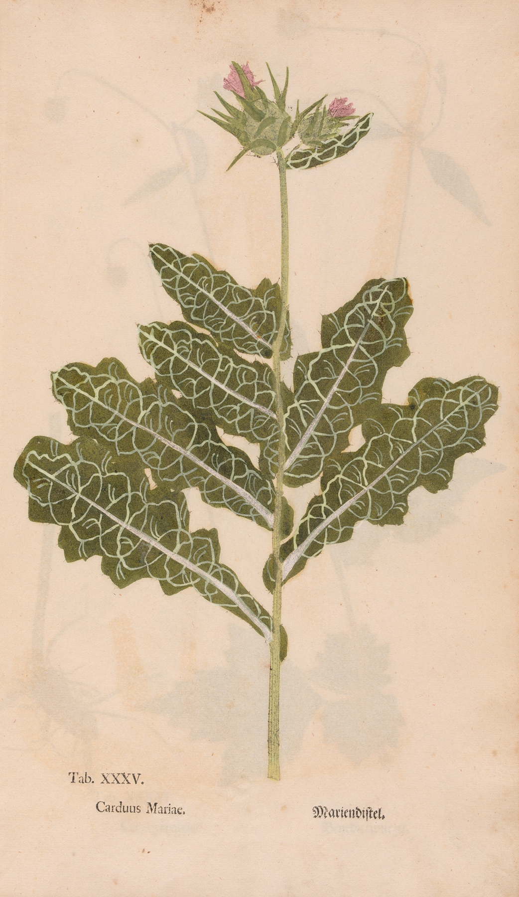 Ectypa vegetabilium Pl.035 by Christian Gottlieb Ludwig