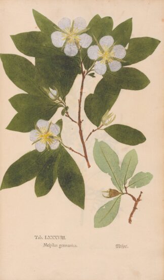Ectypa vegetabilium Pl.088 by Christian Gottlieb Ludwig