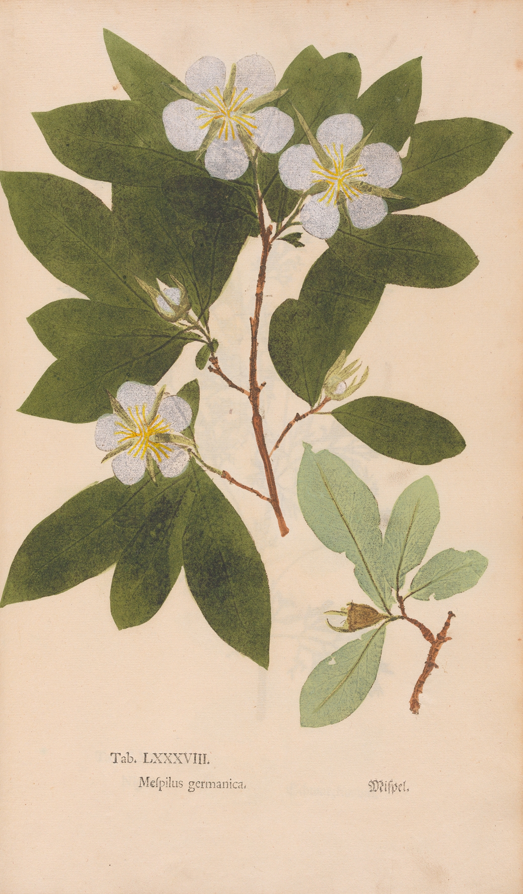 Ectypa vegetabilium Pl.088 by Christian Gottlieb Ludwig