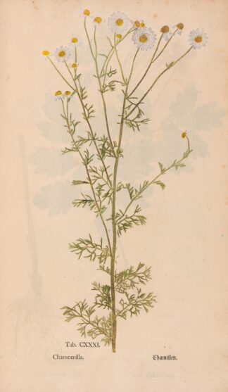 Ectypa vegetabilium Pl.131 by Christian Gottlieb Ludwig