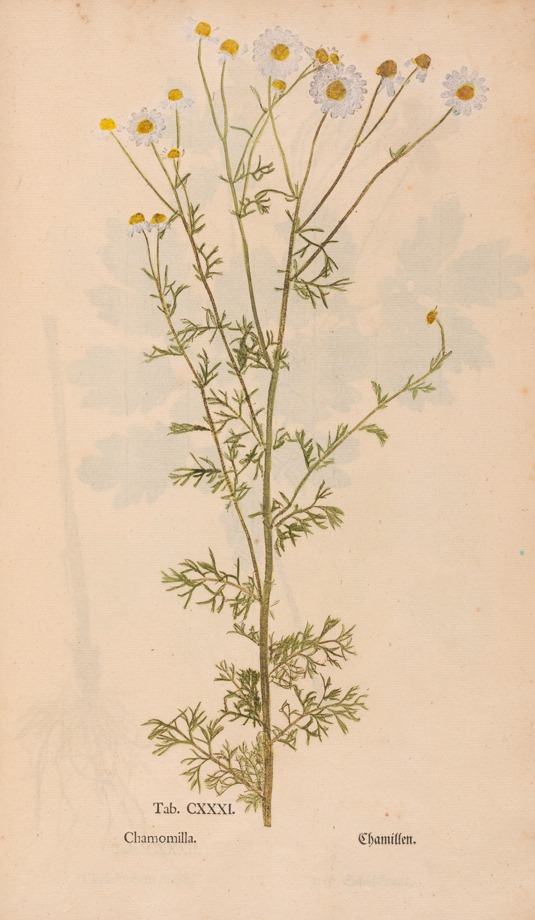 Ectypa vegetabilium Pl.131 by Christian Gottlieb Ludwig