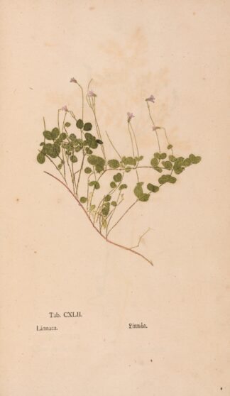 Ectypa vegetabilium Pl.142 by Christian Gottlieb Ludwig