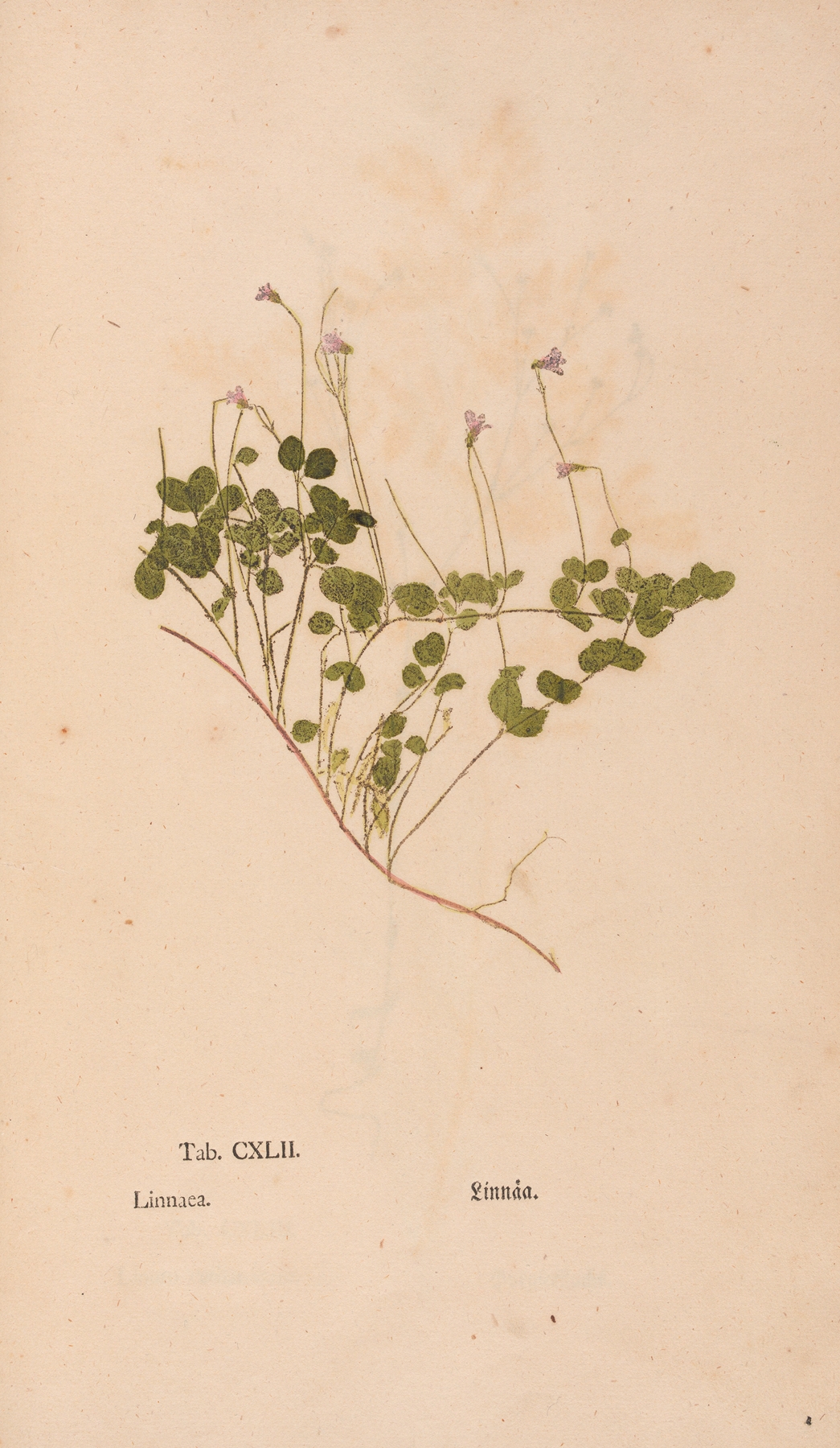 Ectypa vegetabilium Pl.142 by Christian Gottlieb Ludwig