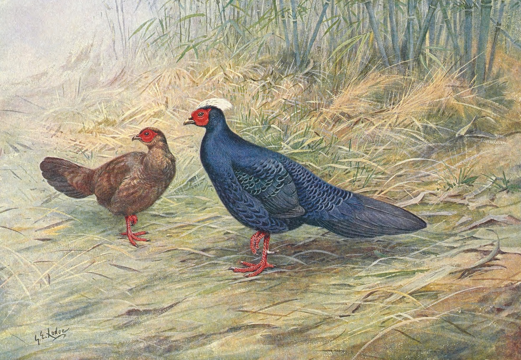 Edward’s Kaleege by George Edward Lodge