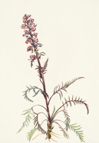 Elephanthead. Pedicularis groenlandica by Mary Vaux Walcott