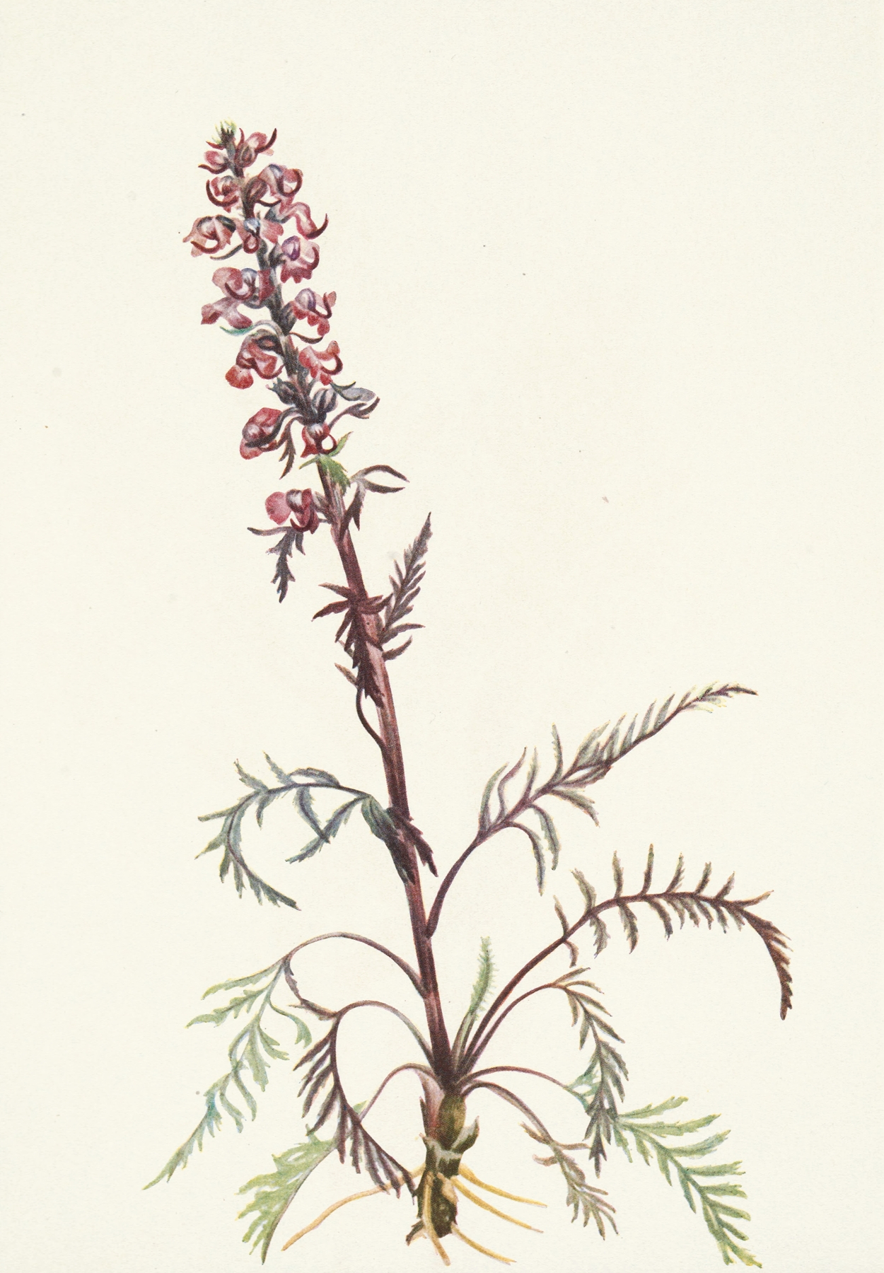 Elephanthead. Pedicularis groenlandica by Mary Vaux Walcott