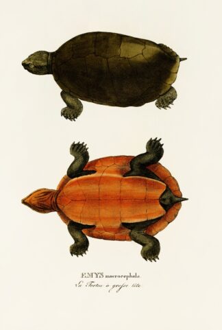 Emys Maerocephala by Johann Baptist von Spix