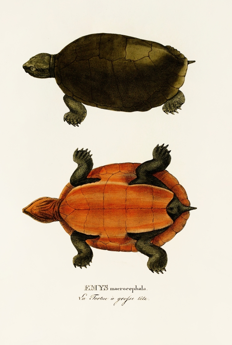 Emys Maerocephala by Johann Baptist von Spix