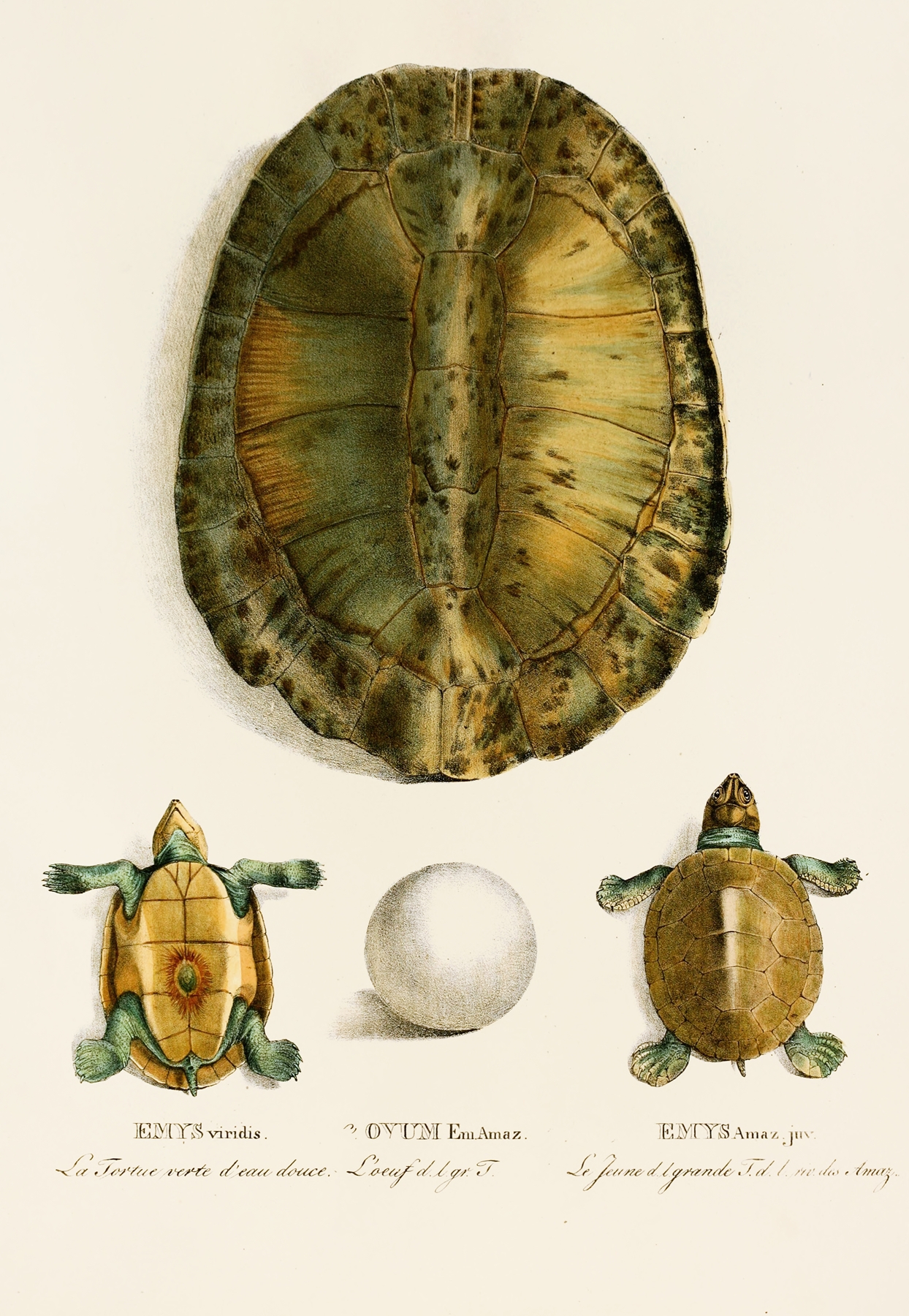 Emys Viridis, Emys Amaz juv by Johann Baptist von Spix