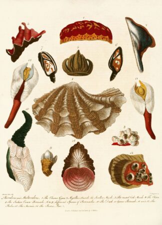 Encyclopaedia londinensis – Conchology Pl. 15 by John Chapman
