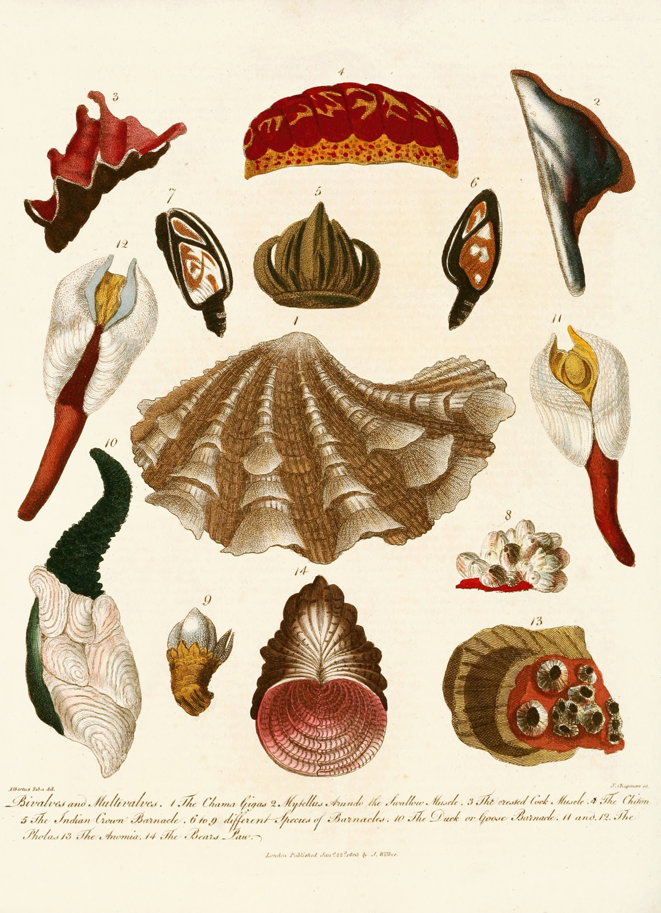 Encyclopaedia londinensis – Conchology Pl. 15 by John Chapman