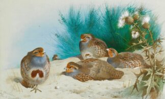 English Partridge With Gorse And Thistles by Archibald Thorburn