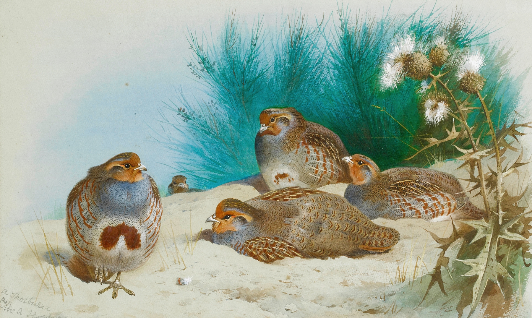 English Partridge With Gorse And Thistles by Archibald Thorburn