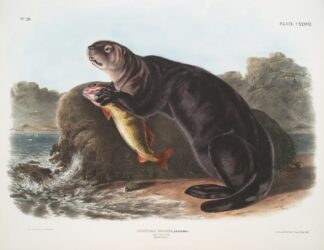 Enhydra marina, Sea Otter. Young male. by John Woodhouse Audubon