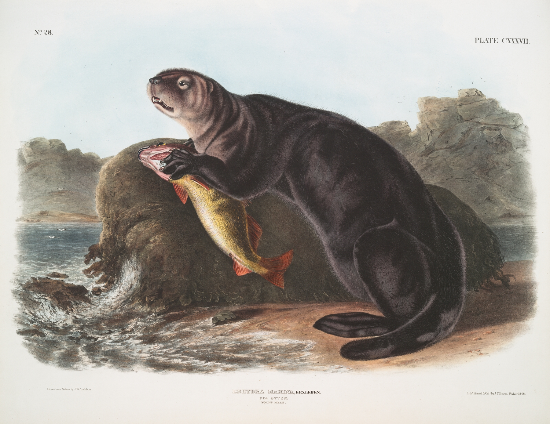 Enhydra marina, Sea Otter. Young male. by John Woodhouse Audubon